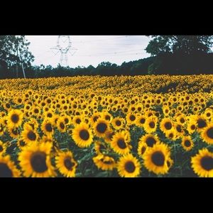 Meet your Posher, Annie